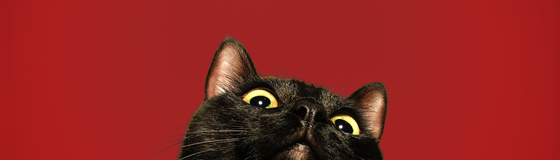 Até o Gato Preto já está no MB WAY UP! para te dar cashback